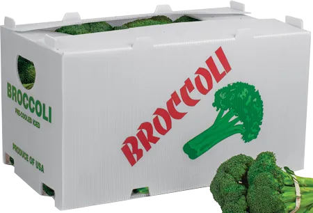 Quality Fresh Broccoli, Plastic Corrugated S/F